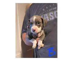 Pit bull puppies for adoption - 5