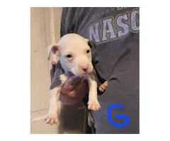 Pit bull puppies for adoption - 7