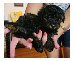 Registered Toy Poodle puppies