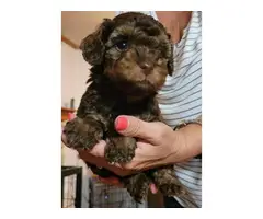 Registered Toy Poodle puppies