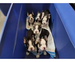 9 weeks old Boston Terrier puppies for sale