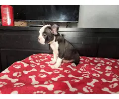 9 weeks old Boston Terrier puppies for sale