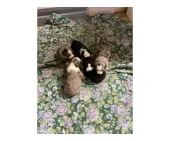 4 Miniature Australian puppies looking for homes