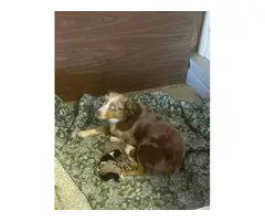4 Miniature Australian puppies looking for homes