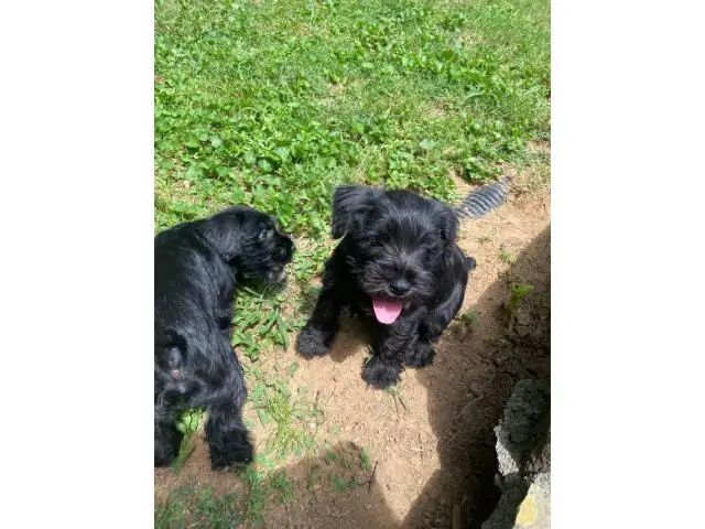 3 male Mini Schnauzer puppies for sale - 1/8