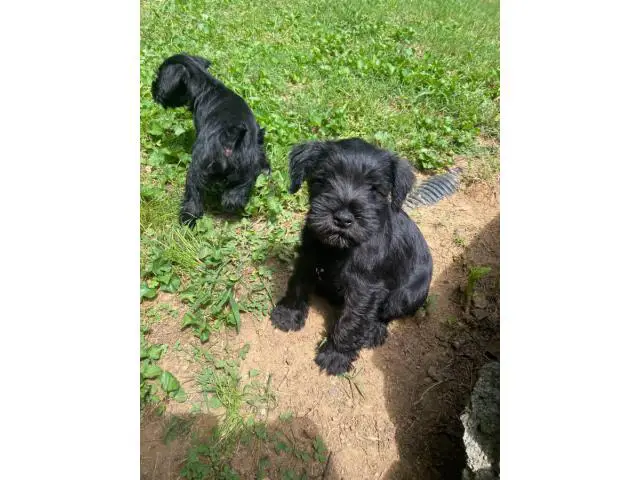3 male Mini Schnauzer puppies for sale - 2/8