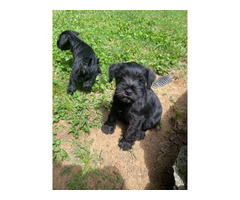 3 male Mini Schnauzer puppies for sale