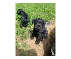 3 male Mini Schnauzer puppies for sale - 2