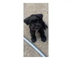 3 male Mini Schnauzer puppies for sale - 8