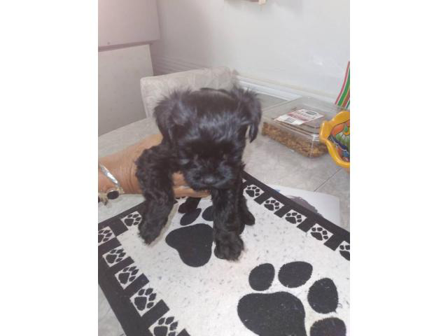 2 Yorkipoo puppies for sale Castle Rock - Puppies for Sale Near Me