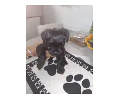 2 Yorkipoo puppies for sale