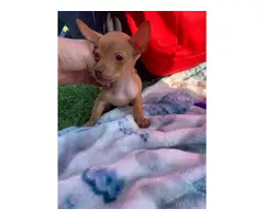 Sweet and smart little brown Chihuahua puppy
