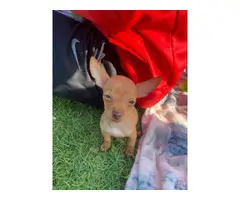 Sweet and smart little brown Chihuahua puppy - 2