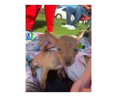 Sweet and smart little brown Chihuahua puppy - 3