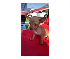 Sweet and smart little brown Chihuahua puppy - 4