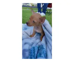 Sweet and smart little brown Chihuahua puppy - 5