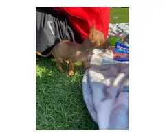 Sweet and smart little brown Chihuahua puppy - 7