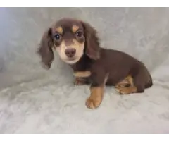 4 AKC Mini Dachshund Puppies for Sale - 3