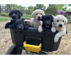6 registered lab puppies for sale