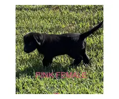 6 registered lab puppies for sale - 2