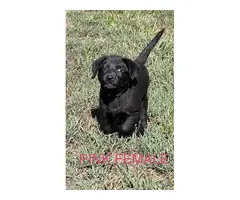 6 registered lab puppies for sale - 3
