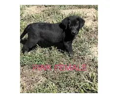 6 registered lab puppies for sale - 4