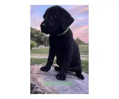 6 registered lab puppies for sale - 5