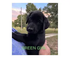 6 registered lab puppies for sale - 6