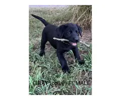 6 registered lab puppies for sale - 7