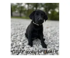 6 registered lab puppies for sale - 8