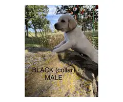 6 registered lab puppies for sale - 9
