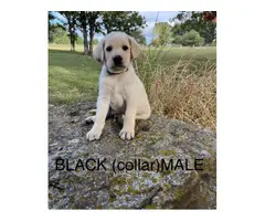 6 registered lab puppies for sale - 10