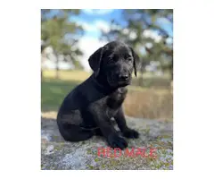 6 registered lab puppies for sale - 13