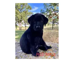 6 registered lab puppies for sale - 14