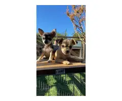 4x chihuahua / terrier mix puppies