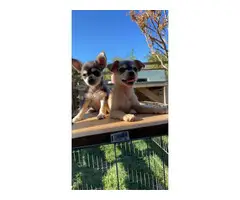 4x chihuahua / terrier mix puppies - 3