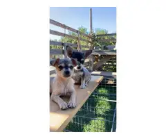 4x chihuahua / terrier mix puppies - 4