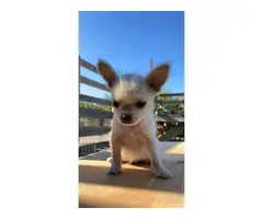 4x chihuahua / terrier mix puppies - 5
