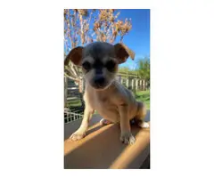 4x chihuahua / terrier mix puppies - 13