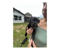 4 Lab basenji mixed puppies looking for a loving home