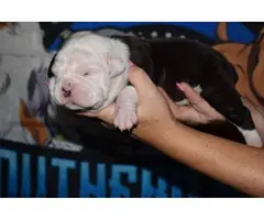 Old English bulldog puppies for sale
