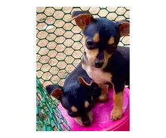 4 Chihuahua pups for sale