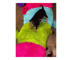 4 Chihuahua pups for sale - 2