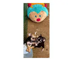 4 Chihuahua pups for sale - 3