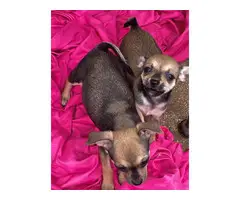 4 Chihuahua pups for sale - 4
