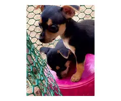 4 Chihuahua pups for sale - 6