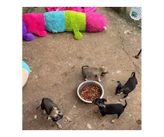 4 Chihuahua pups for sale - 7