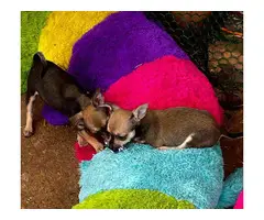 4 Chihuahua pups for sale - 8