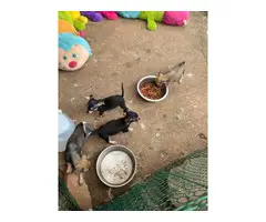 4 Chihuahua pups for sale - 9