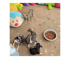 4 Chihuahua pups for sale - 10